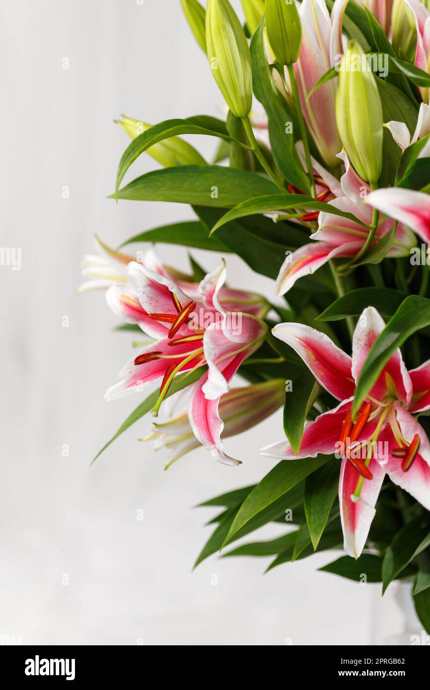 Bel grande bouquet di ninfee rosa closeup Foto Stock