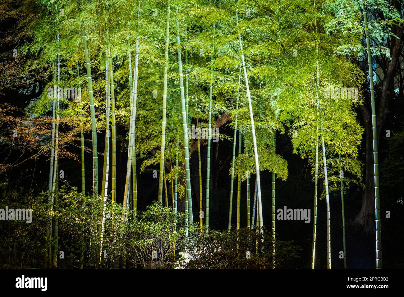 Boschetto di bambù illuminato di Rikugien Foto Stock