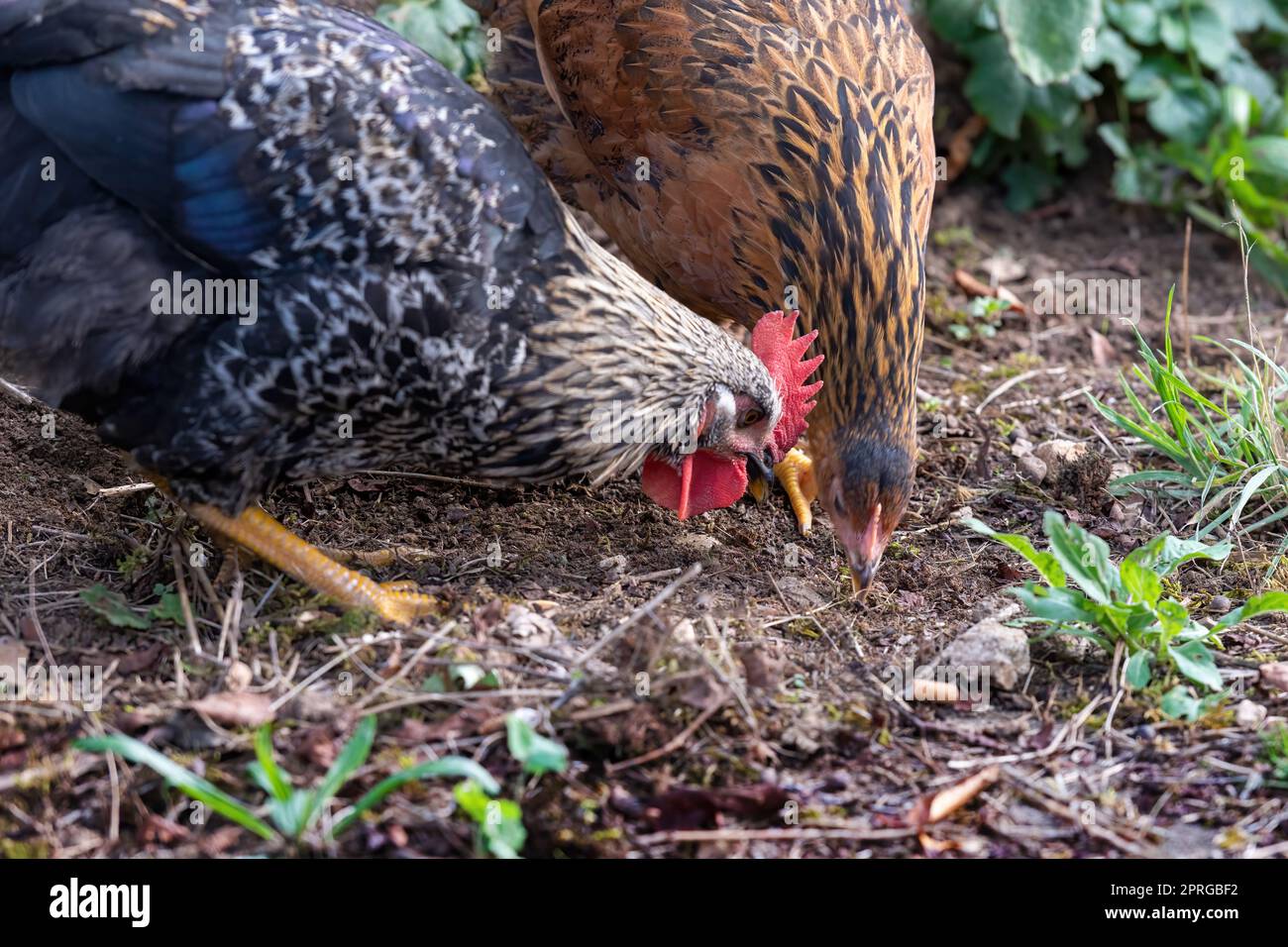 Polli allevati all'aperto in un'azienda agricola tedesca in estate Foto Stock