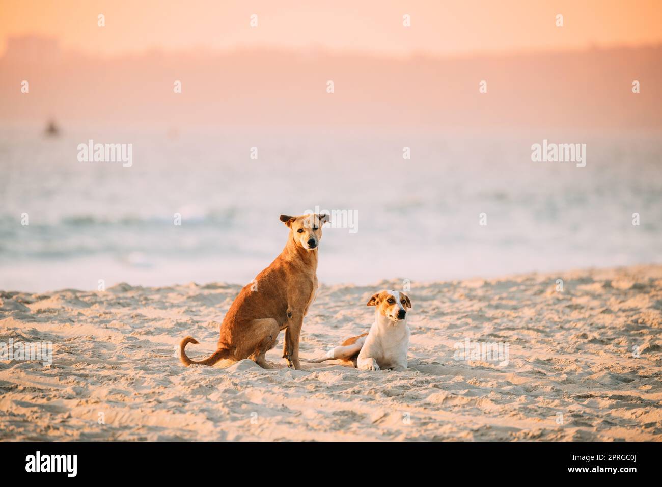 Due cani di razza mista senza casa riposano all'aperto a Sandy Beach vicino all'oceano marino. Foto Stock