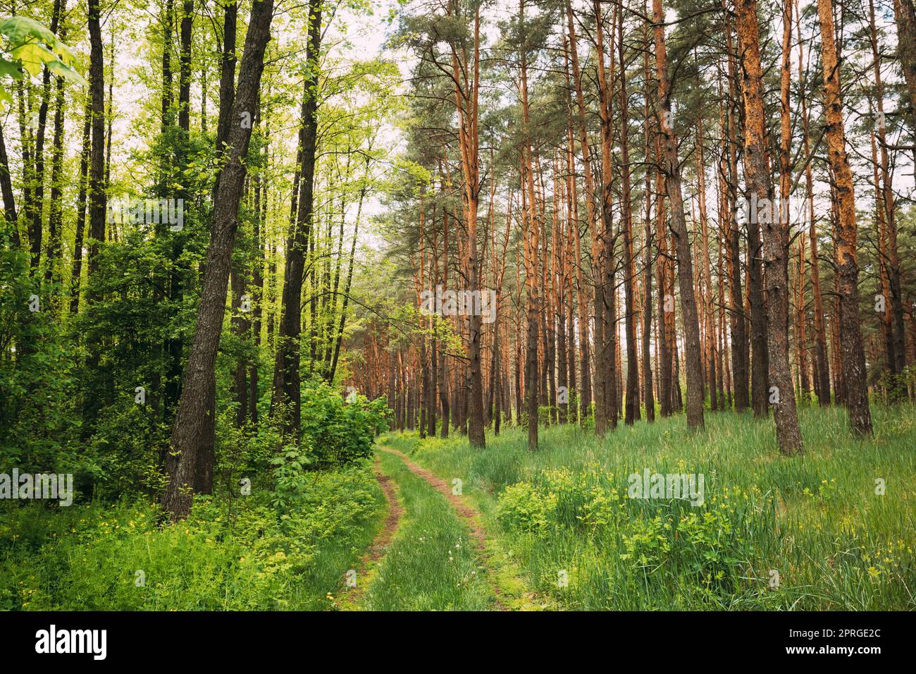 Fairy Forest Lane Road attraverso Summer Green Mixed decisiduous e Coniferous Forest. Natura europea Foto Stock