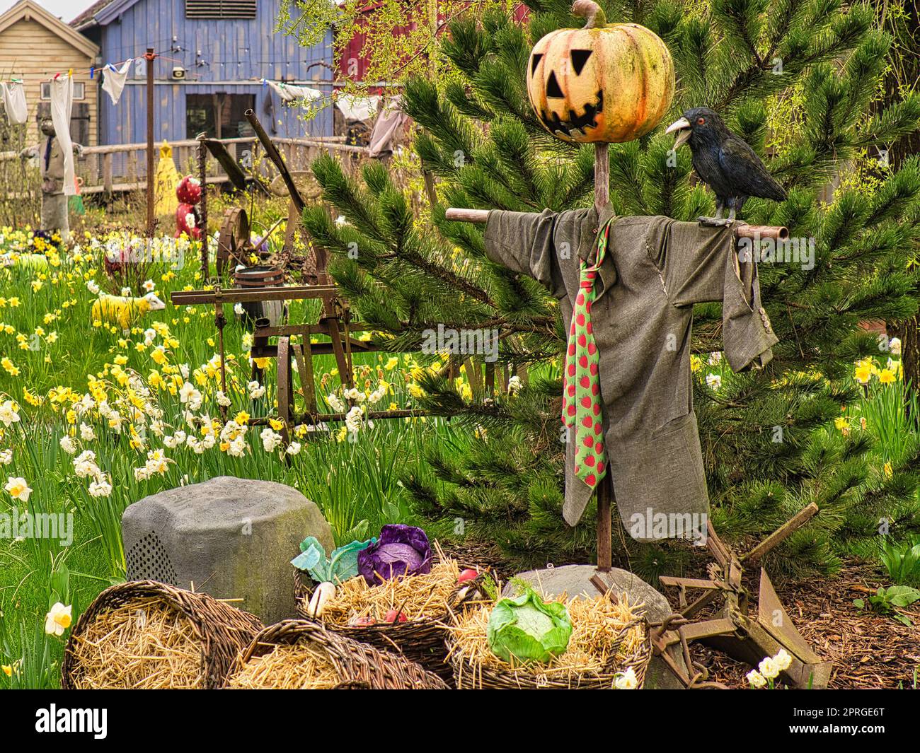 spaventapasseri per il ringraziamento con testa di zucca Foto Stock