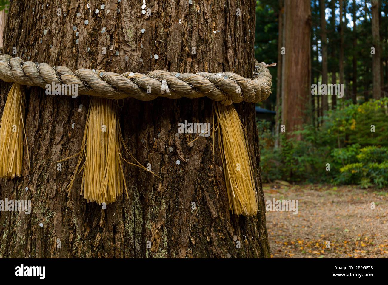 Corda sacra tronco arrotondato di albero antico Foto Stock