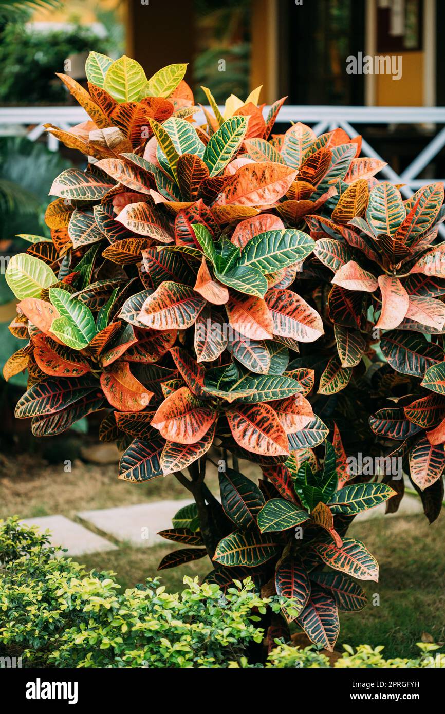 Crotons colorati - Codiaeum - cespugli che crescono lungo la passerella, il Way Park Garden Foto Stock