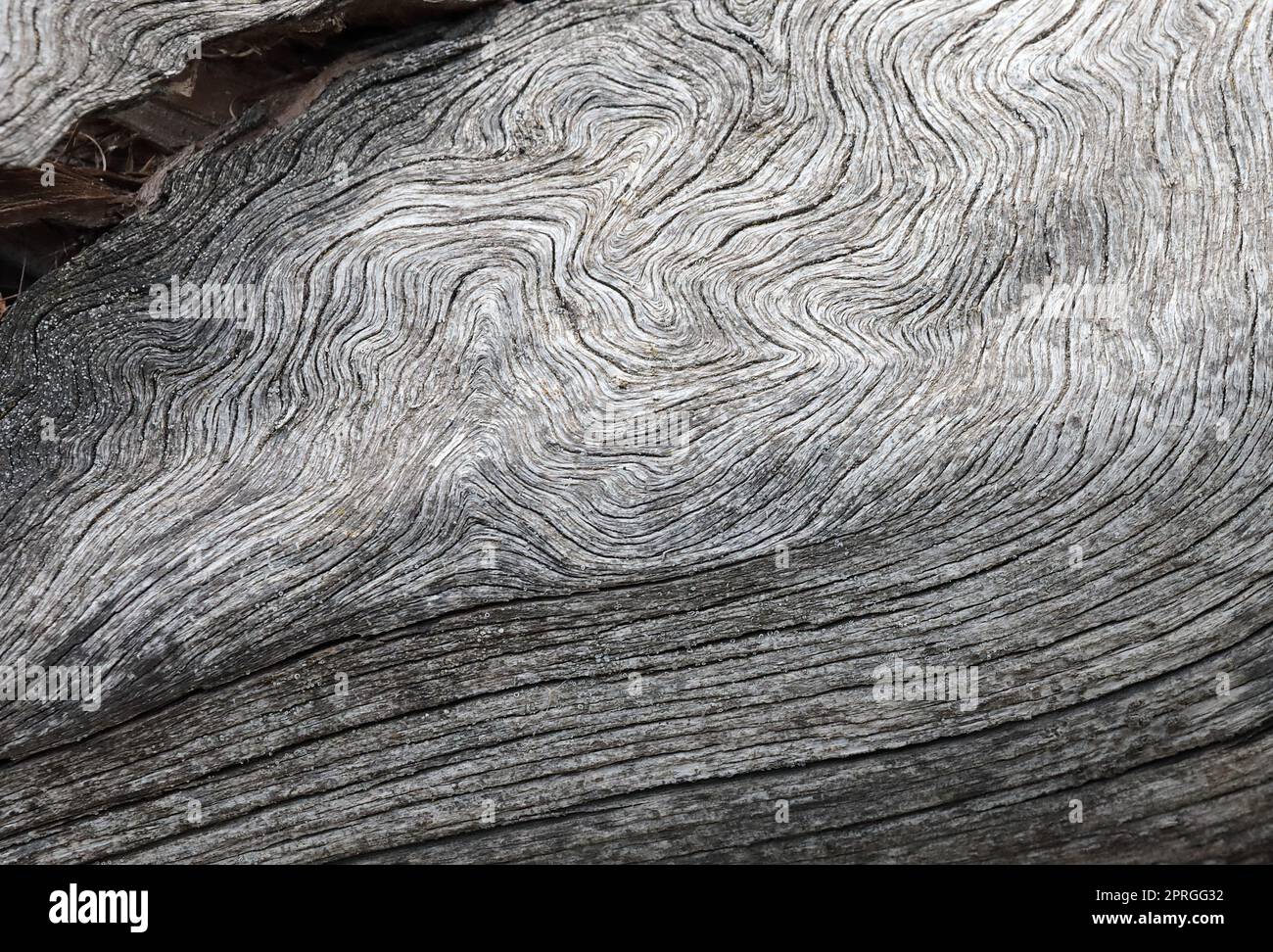 Bianco e nero sfondo a trama di legno con un bel motivo Foto Stock
