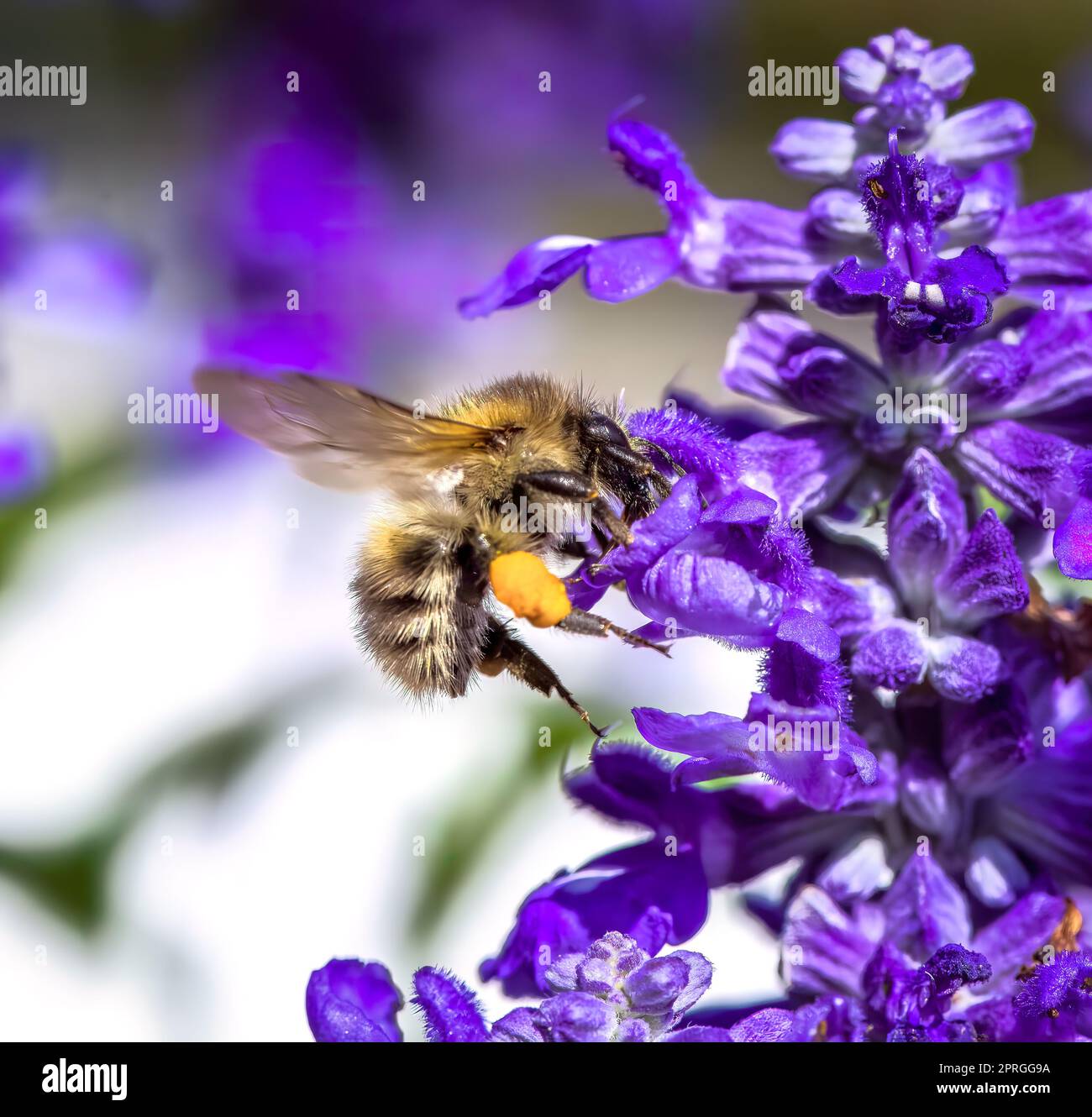 Carder bee comune su un fiore di salvia viola Foto Stock