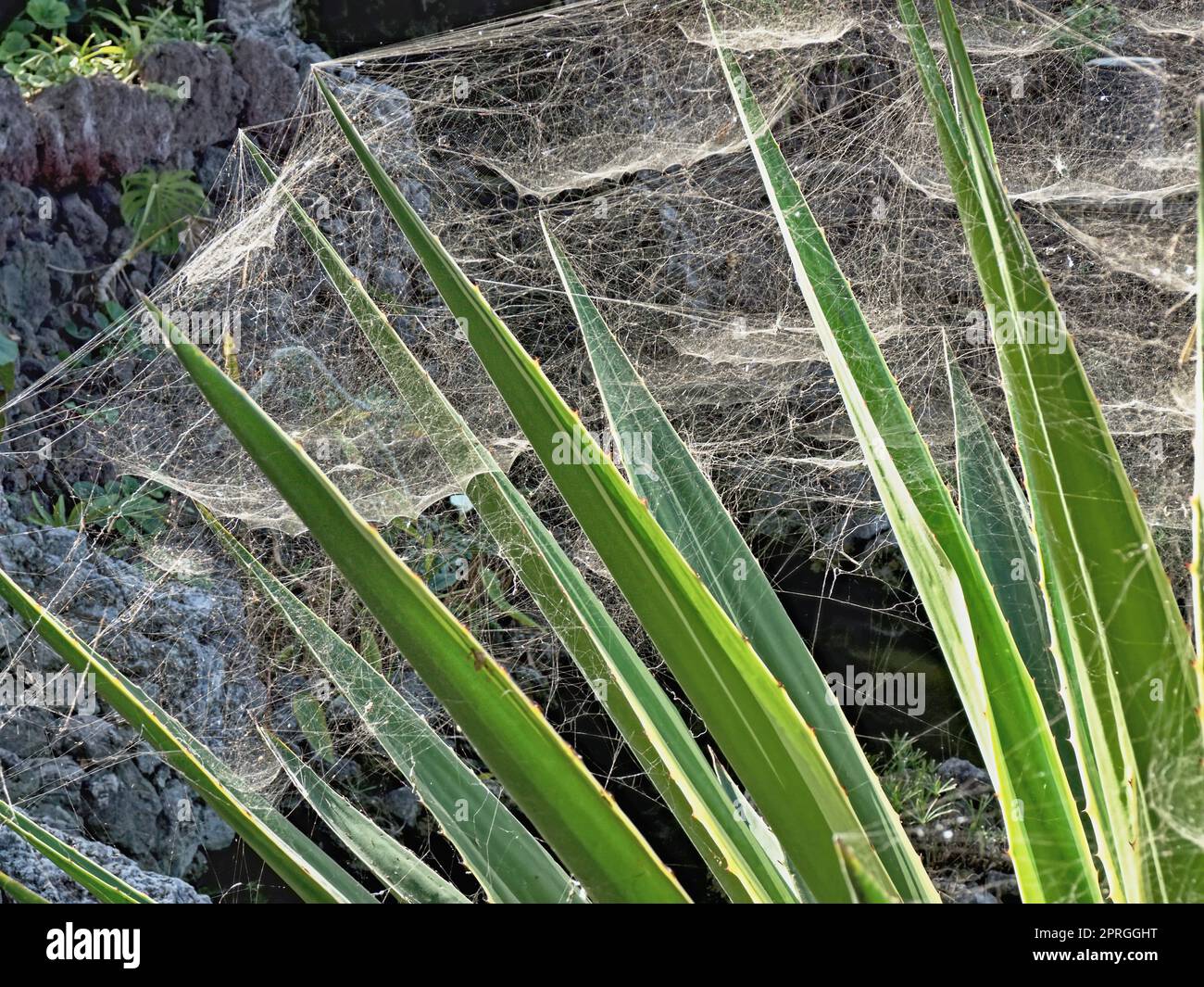 un'enorme rete di ragni, in diversi livelli. Inclusa una colonia di falde bianche Foto Stock