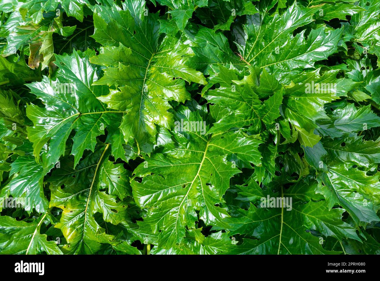 Le foglie di Acanthus mollis Foto Stock