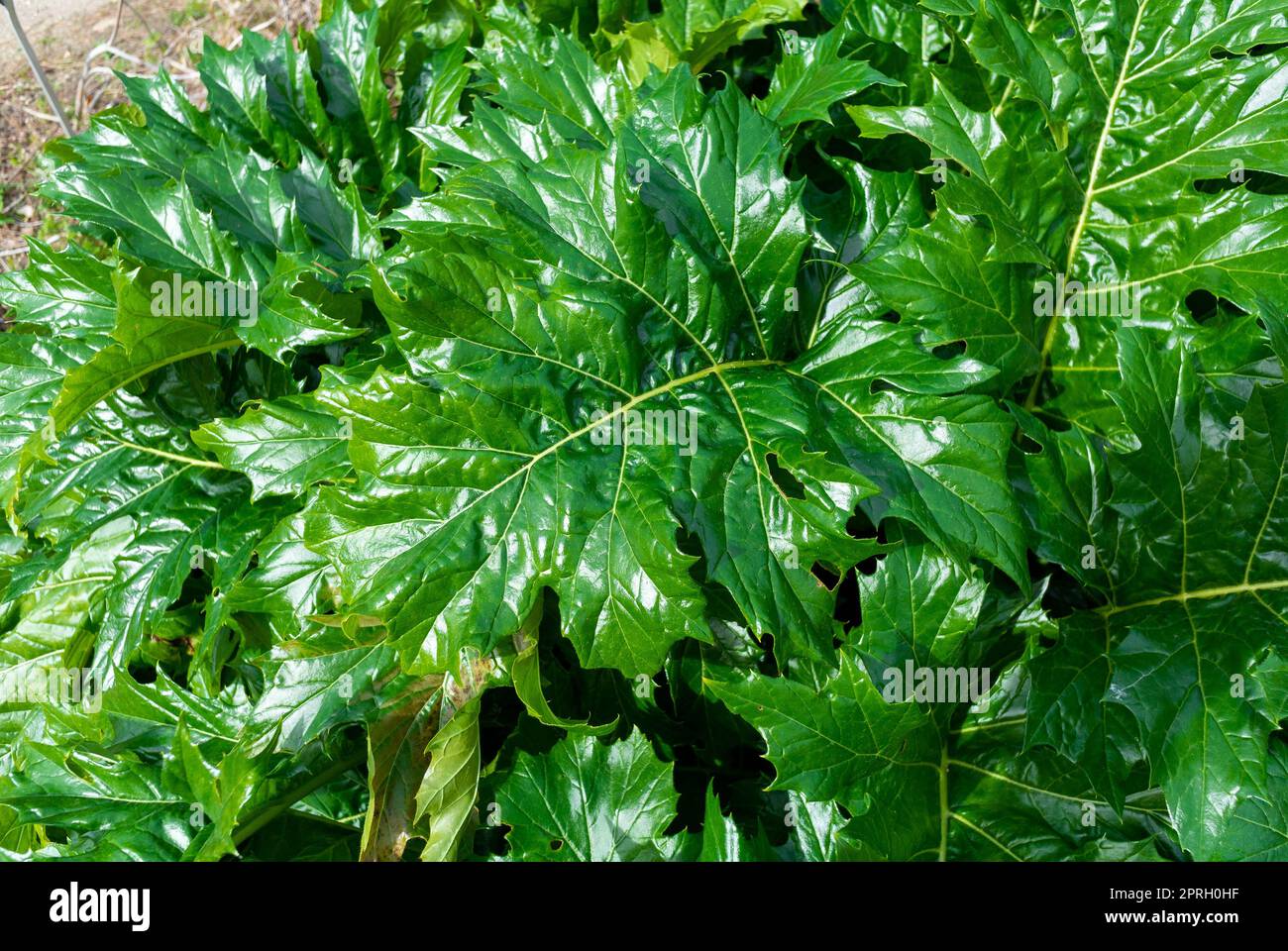 Le foglie di Acanthus mollis Foto Stock