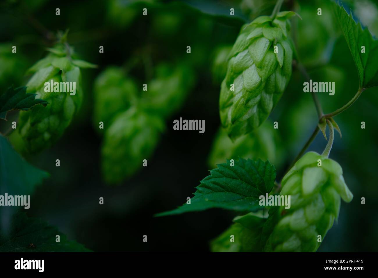 Coni di luppolo verde nella piantagione ai raggi del sole, con profondità di campo bassa. Ingrediente per la birreria. Sfondo dell'Oktoberfest. Spazio per la copia. Foto Stock