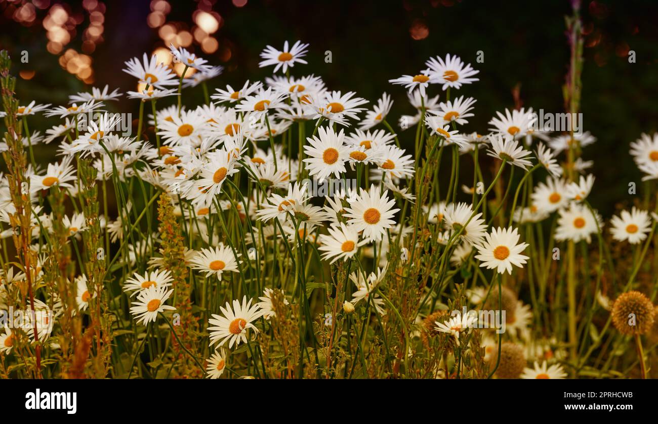 Daisy - Marguerite. Foto del giardino - la bella Daisy - Marguerite. Foto Stock