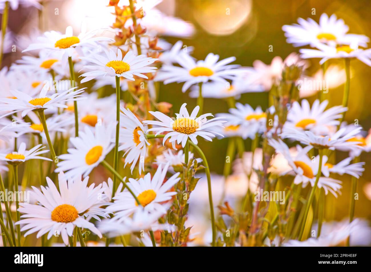 Daisy - Marguerite. Foto del giardino - la bella Daisy - Marguerite. Foto Stock