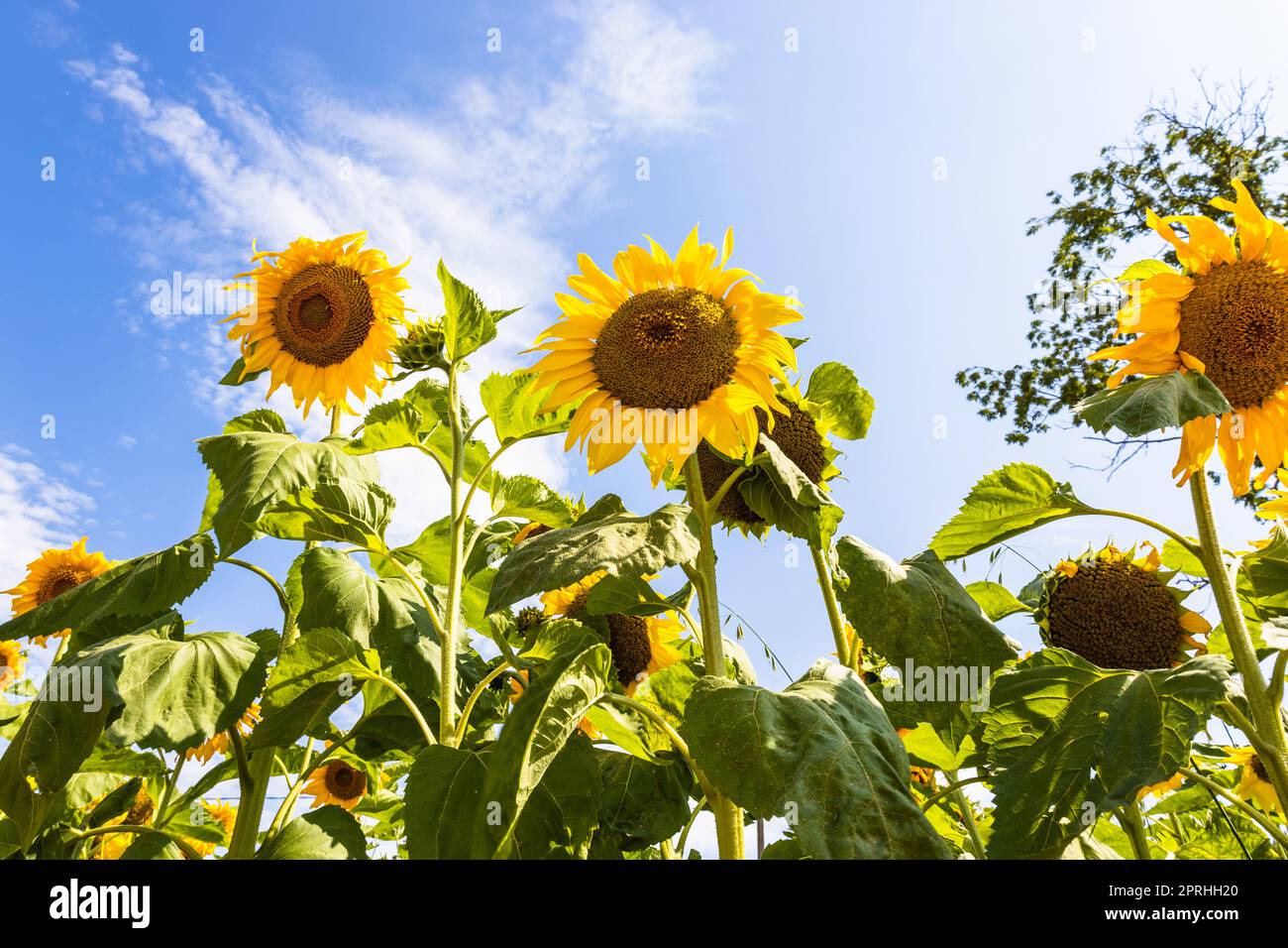Girasoli nel giardino contro il cielo blu Foto Stock