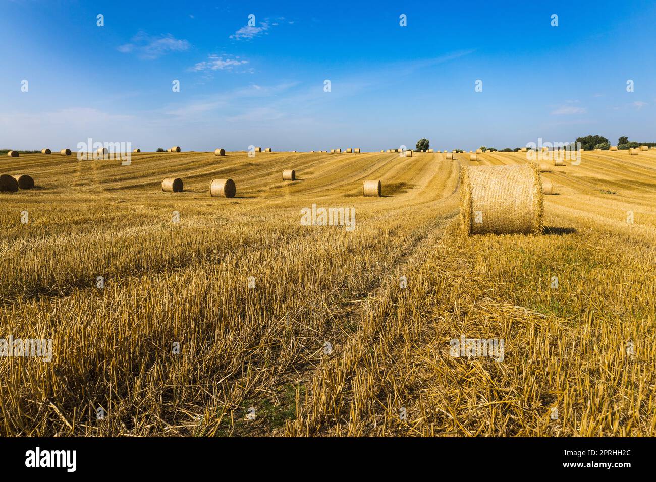 Campo agricolo dopo il raccolto con grandi balle di fieno in un campo di grano Foto Stock