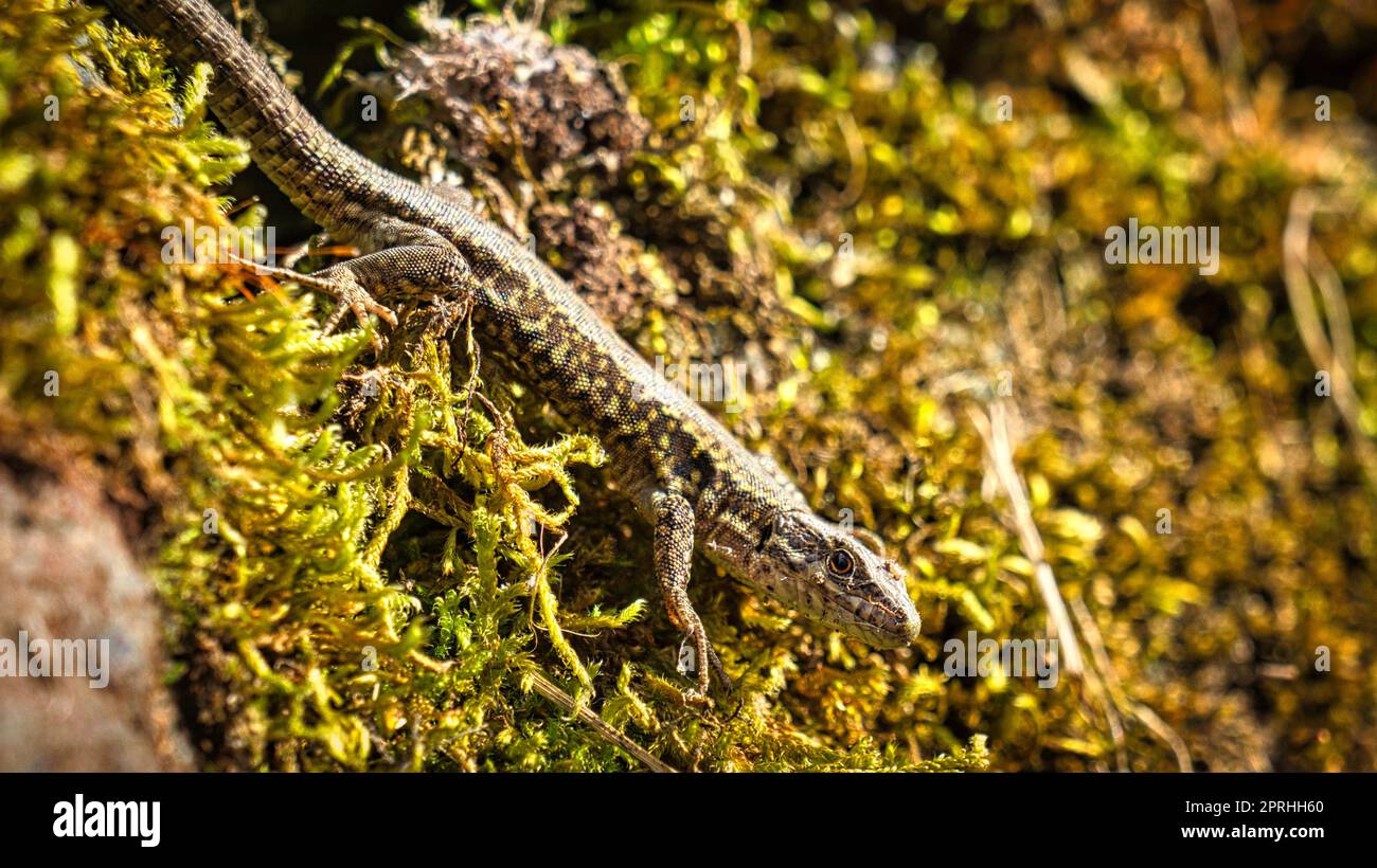 Lizard su un muro di pietra ricoperto di muschio. Colpo di animale di un rettile. Foto Stock