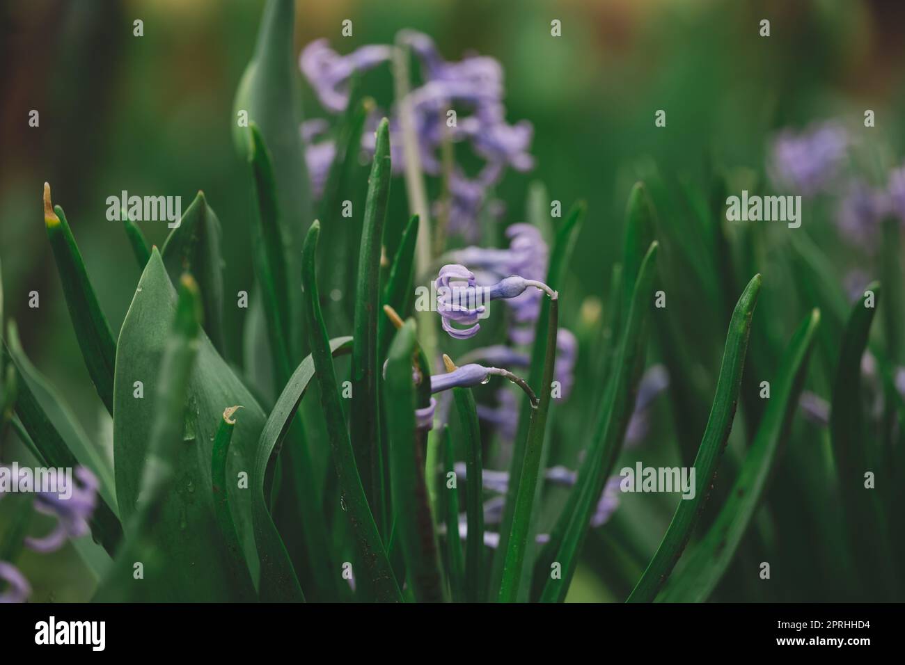 Giacinto blu in fiore nel giardino in un pomeriggio di sole estivo Foto Stock