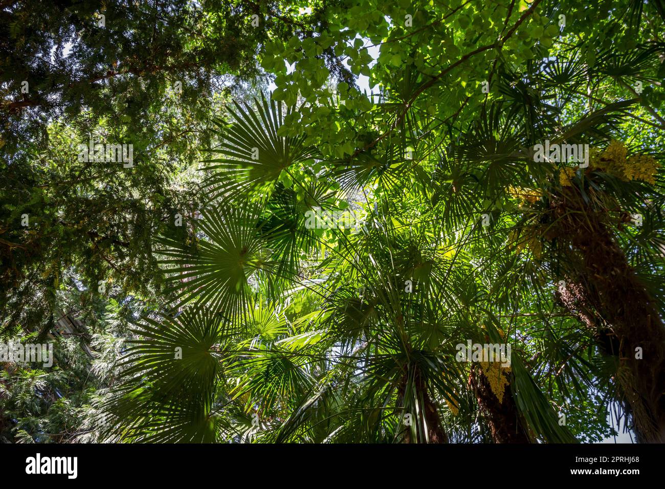 Sfondo tropicale foresta pluviale Foto Stock