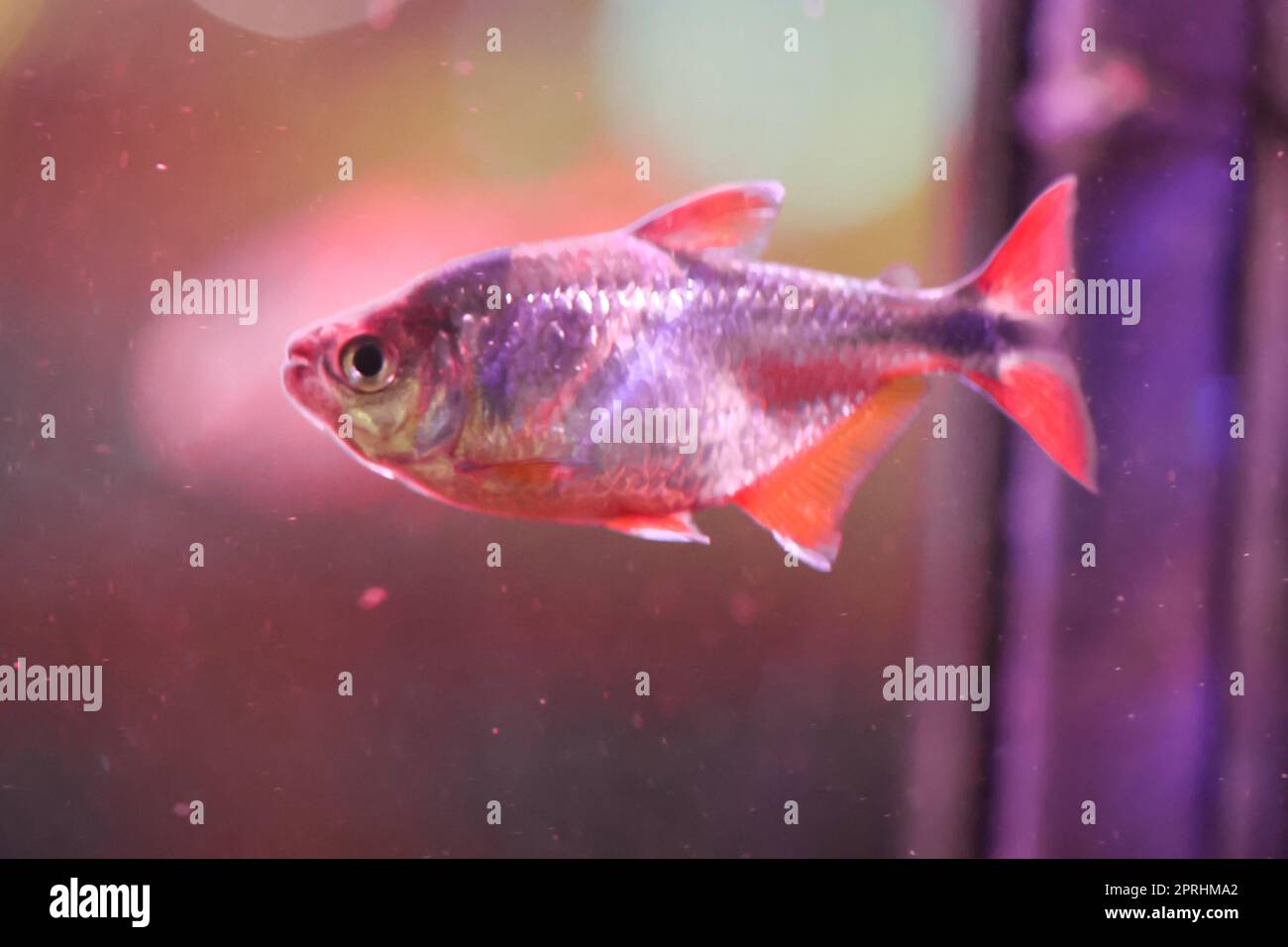 Primo piano di un pesce in un acquario. Foto Stock