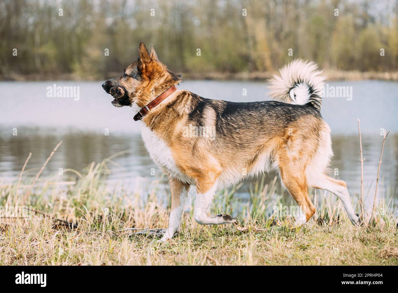 Gioco di cane divertente con bastone di legno vicino al fiume Foto Stock