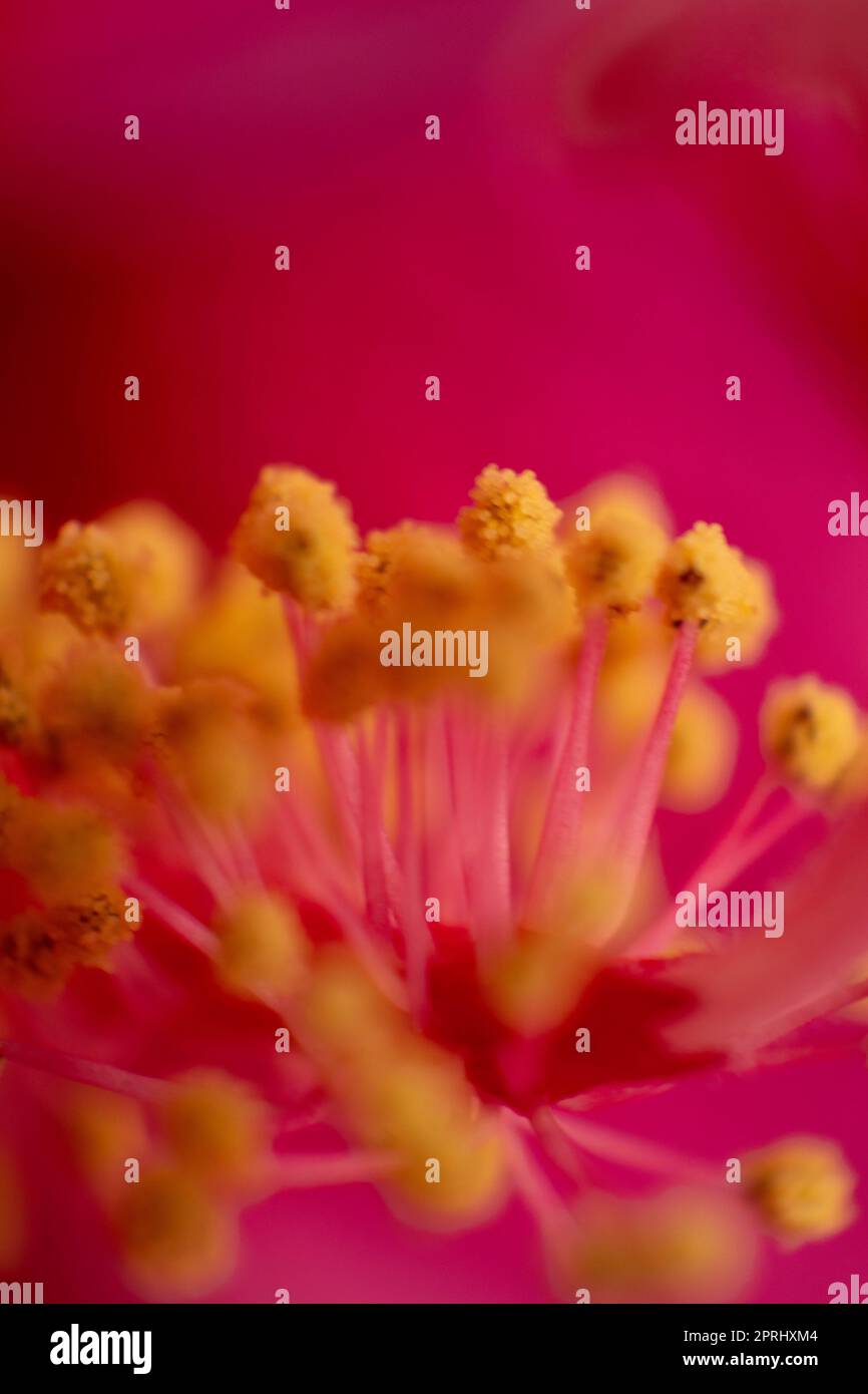 Cayenne o Hibiscus fiore particolare, Riminmi, Italia Foto Stock