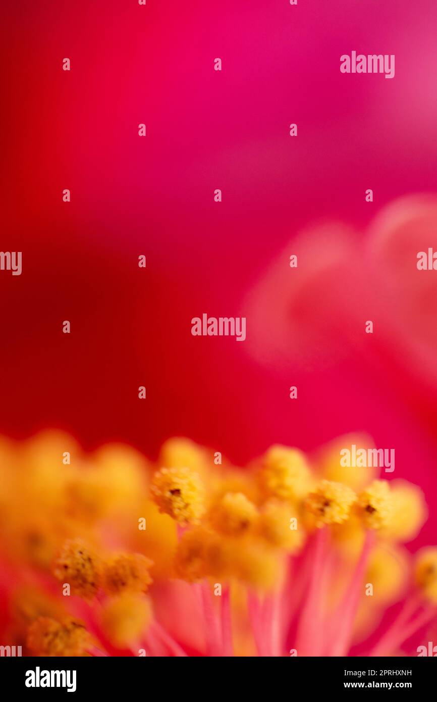 Cayenne o Hibiscus fiore particolare, Riminmi, Italia Foto Stock