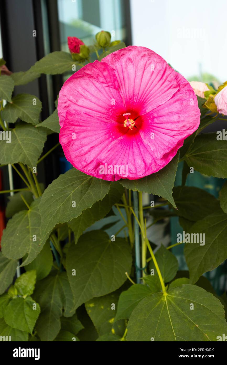 Fiore di Cayenne o Hibiscus a forma circolare, Riminmi, Italia Foto Stock