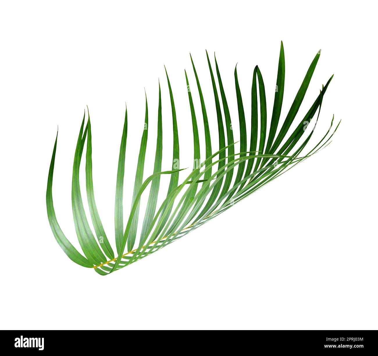 foglia verde di palma su sfondo bianco Foto Stock