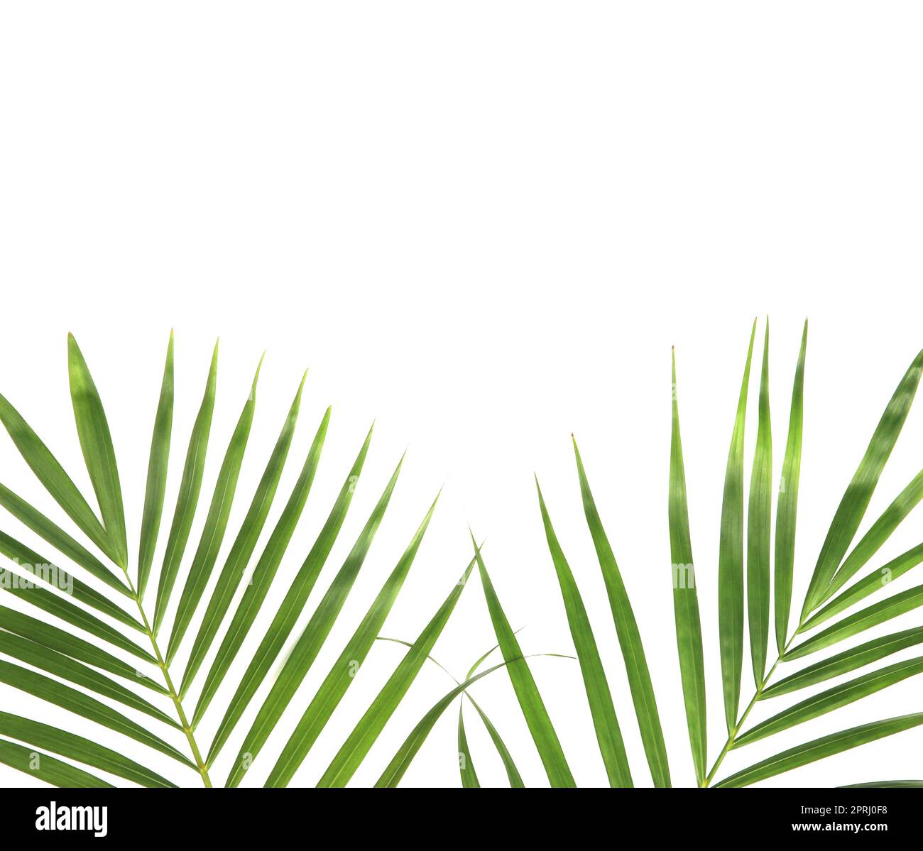natura tropicale foglie di palma verde isolato su sfondo bianco motivo Foto Stock