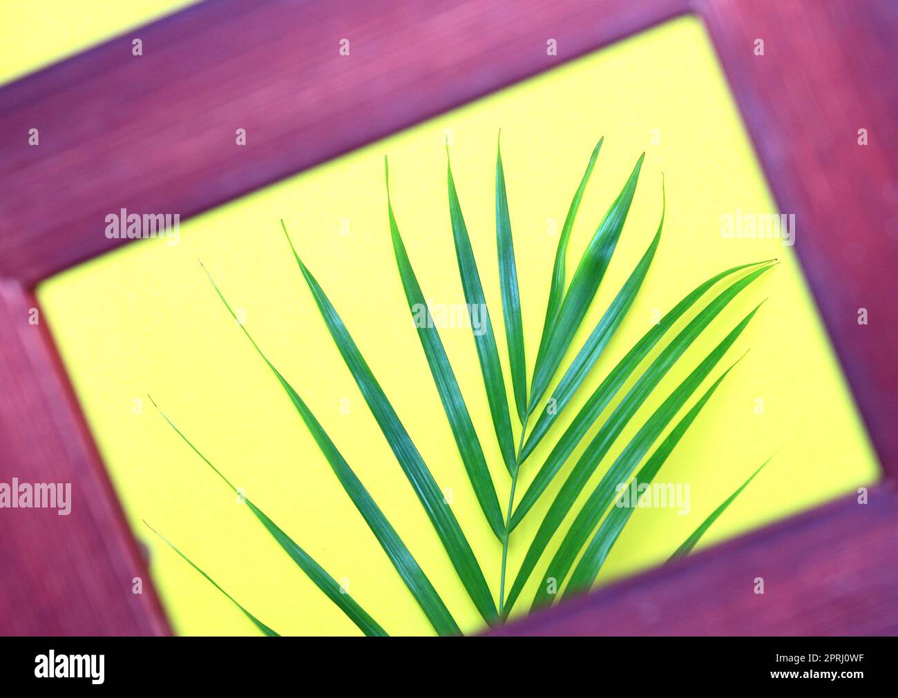 natura tropicale verde foglia di palma in cornice su sfondo colorato Foto Stock