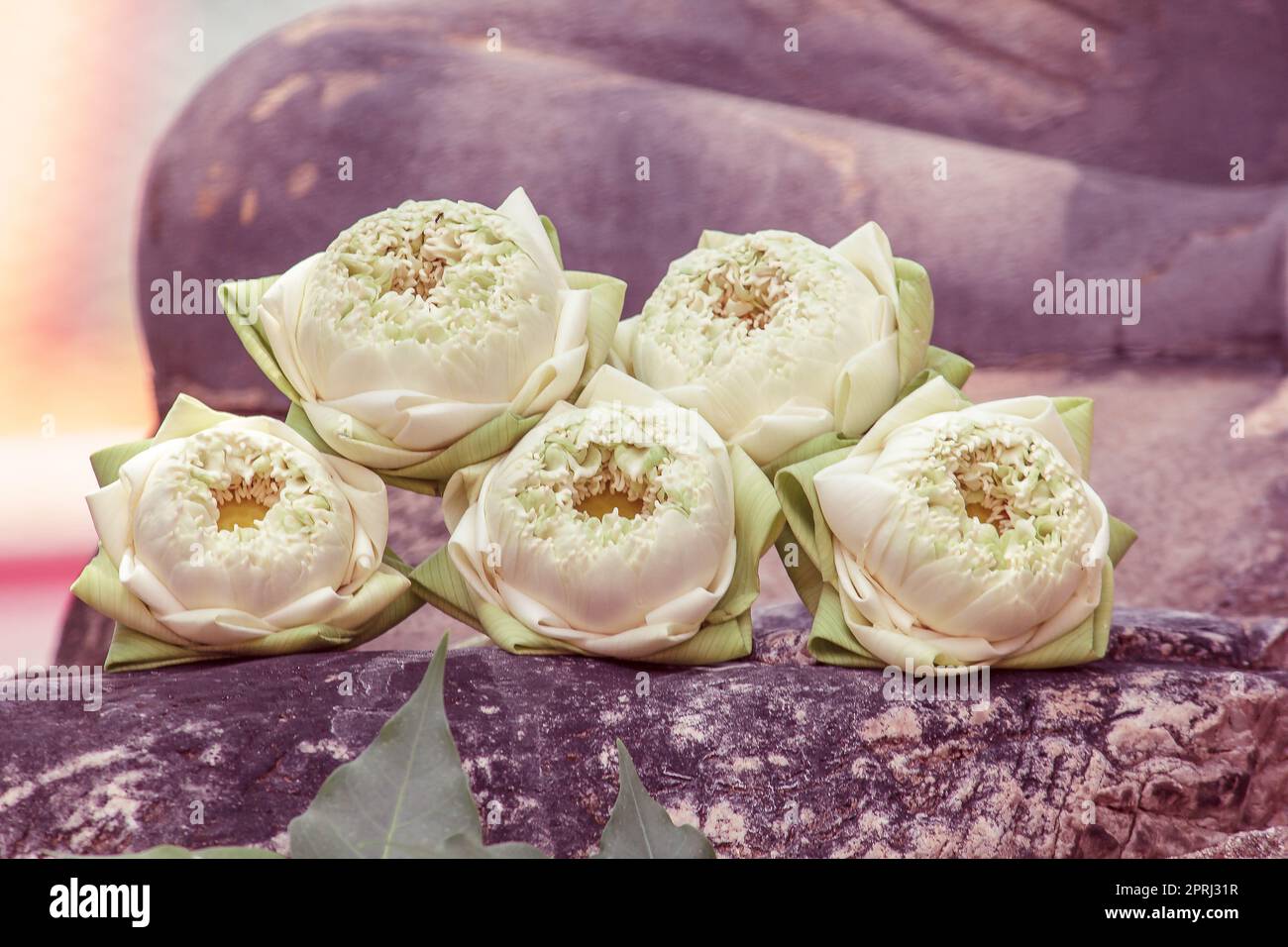 Il fiore di loto è posto per culto. Foto Stock