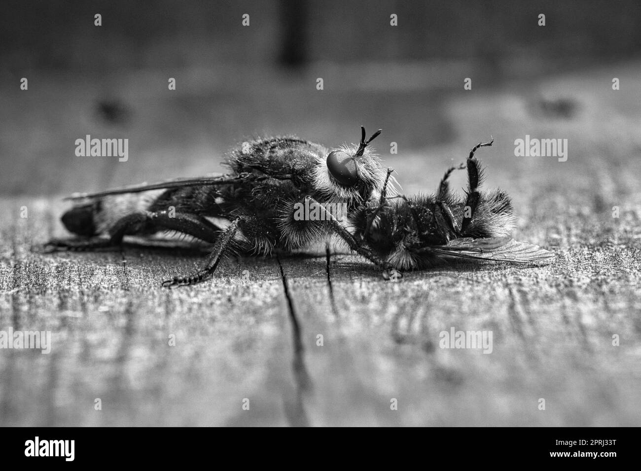 Yellow Murder fly o ladro fly come immagine in bianco e nero con un bumblebee come preda Foto Stock