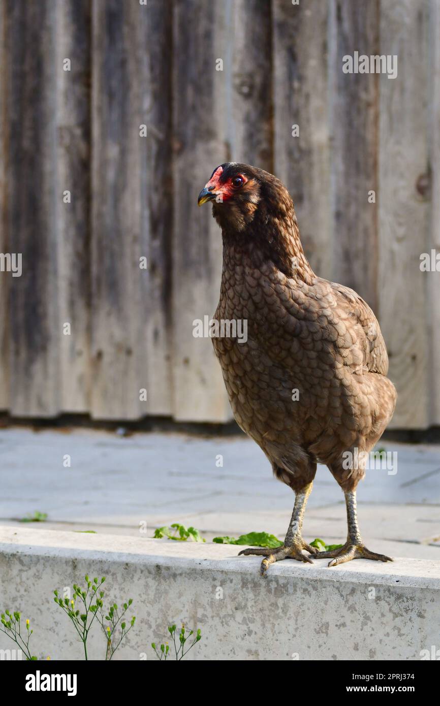 Una gallina Araucana libera davanti ad un fienile. Foto Stock