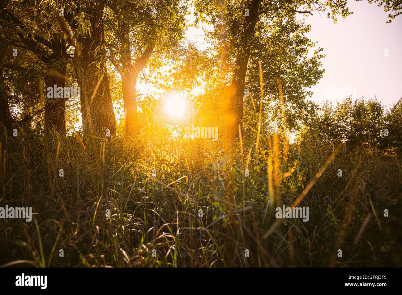 Bella Sunset Sunrise Sunshine Sunshine attraverso Green Grass nella Sunny Summer Forest. Luce del sole in erba di foresta fresca Foto Stock