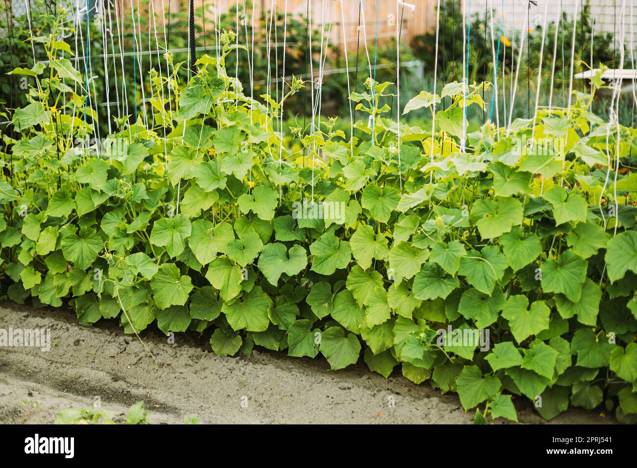 Letto con cetrioli in Giardino vegetale il giorno d'estate Foto Stock