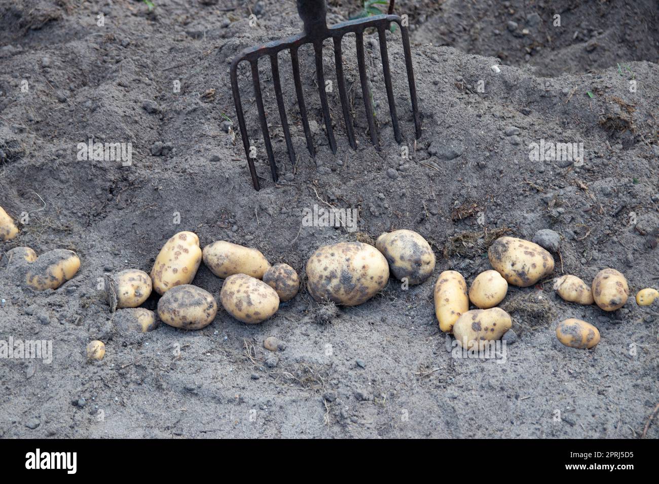 Le patate vengono raccolte. Le patate biologiche fresche vengono sollevate dal terreno con un forcone e conservate. Contadino in giardino. Raccolta delle patate dal terreno. Foto Stock