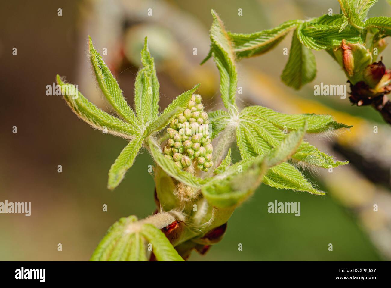 Germogli di castagno e nuove foglie verdi nel mese di aprile, primo piano Foto Stock