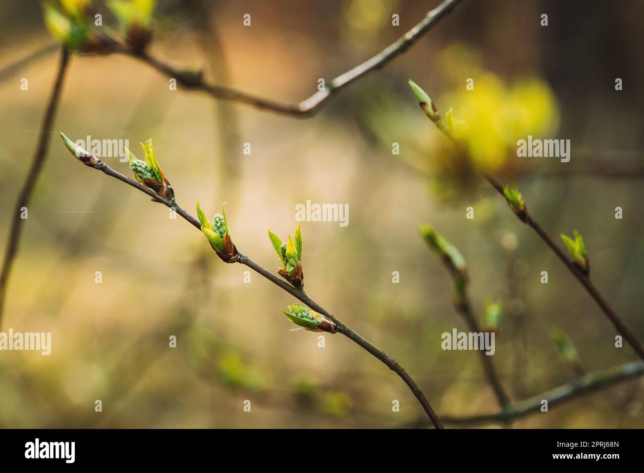 Foglie giovani di foglia verde di primavera che crescono nel ramo di albero di pianta di Bush di foresta. Giovane foglia su Boke Bokeh Natural Blur Foto Stock