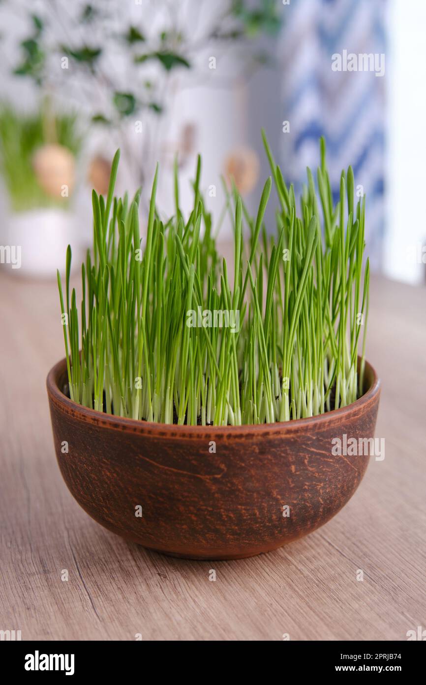 Arredamento di pasqua. Avena verde, conigli decorativi e uova su tavola vicino muro di mattoni bianchi Foto Stock