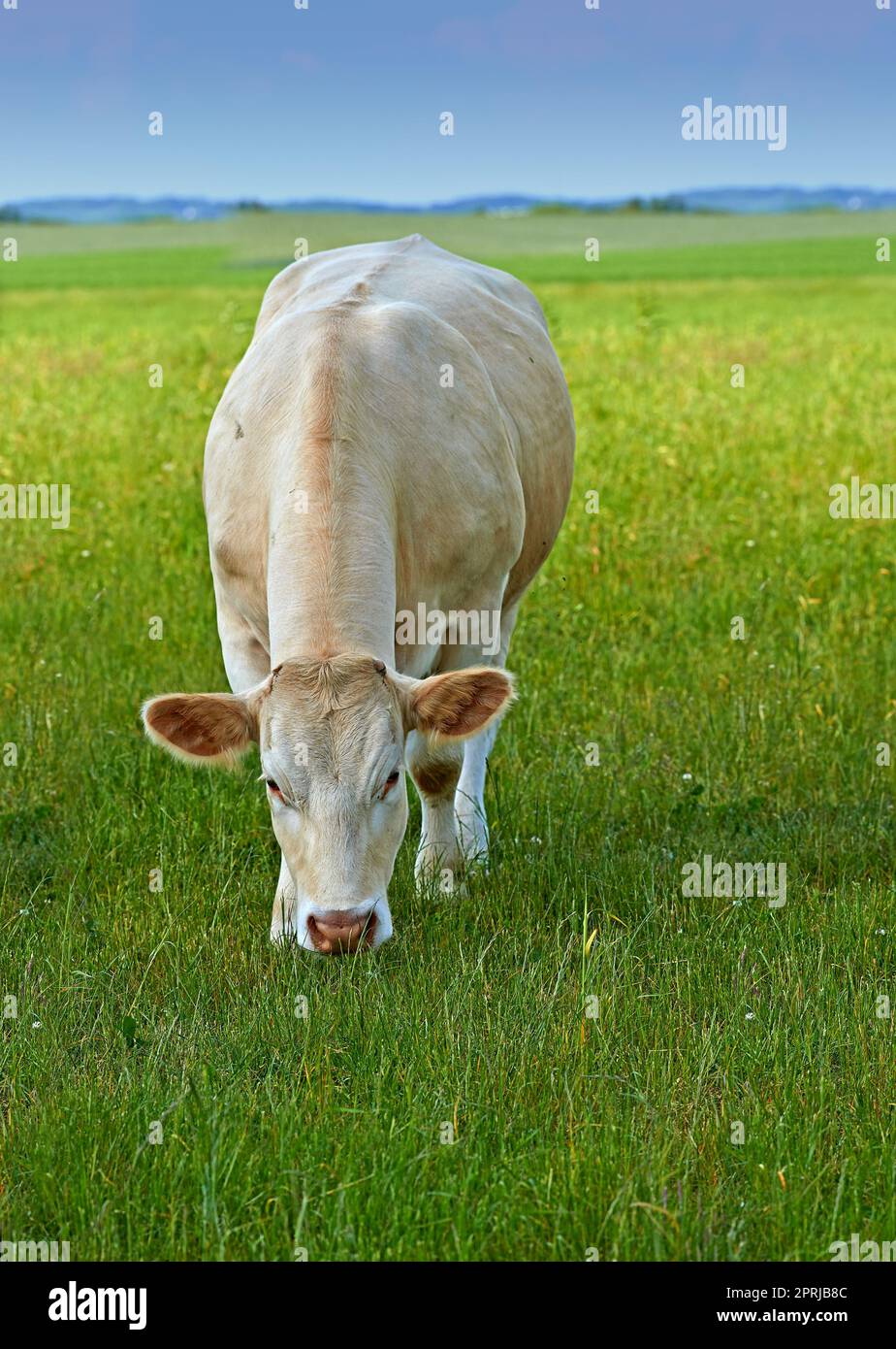 Bovini Charolais. Una mandria di bovini Charolais che pascolano in un pascolo in Danimarca Foto Stock