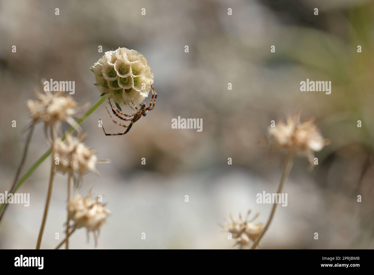 Macro foto di Lomelosia stellata testa di semi di fiori con un ragno appeso sotto Foto Stock