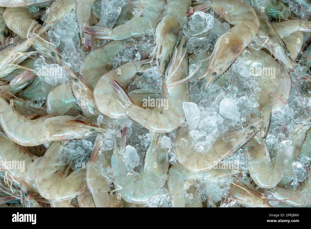 Gamberetti bianchi freschi su ghiaccio tritato per la vendita sul mercato. Gamberi crudi per la cucina nel ristorante di pesce. Industria alimentare marina. Mollusco animale. Marke di gamberetti Foto Stock