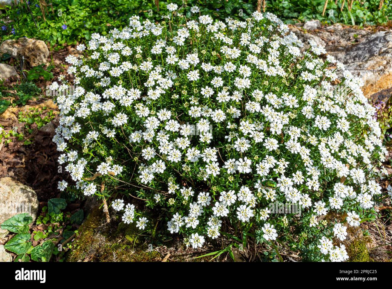 L'arbusto di Iberis sempervirens con i suoi fiori bianchi Foto Stock