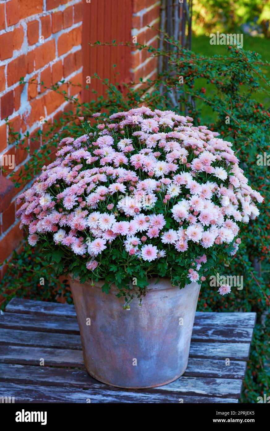 Fiori di Osteospermum - di fronte alla vecchia finestra Foto Stock