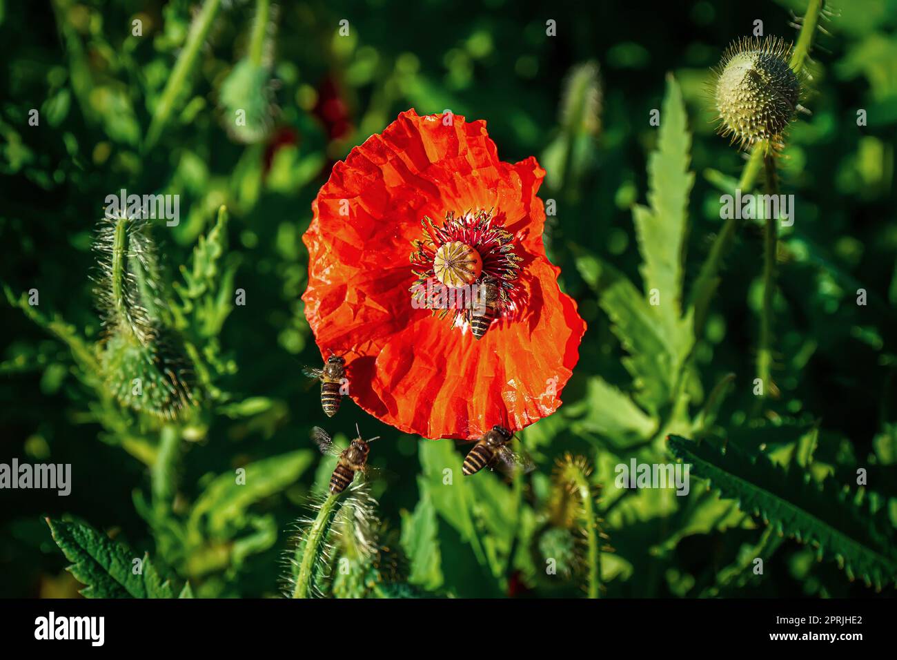 Ape mangiare polline da fiore arancione su uno sfondo naturale. Foto Stock