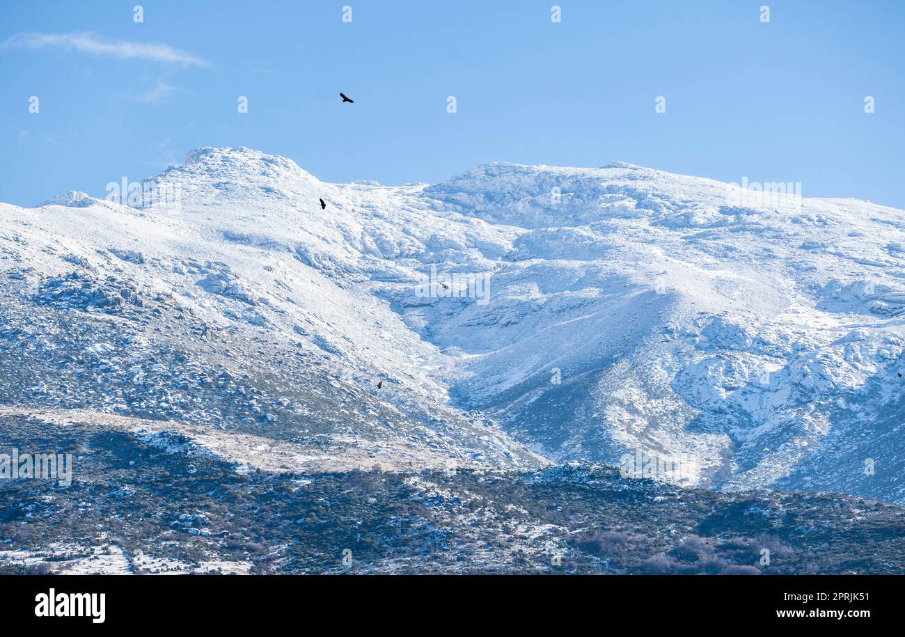 Gli avvoltoi salgono sulle cime innevate della Sierra de Gredos. La Garganta, Valle Ambroz, Estremadura, Caceres, Spagna Foto Stock