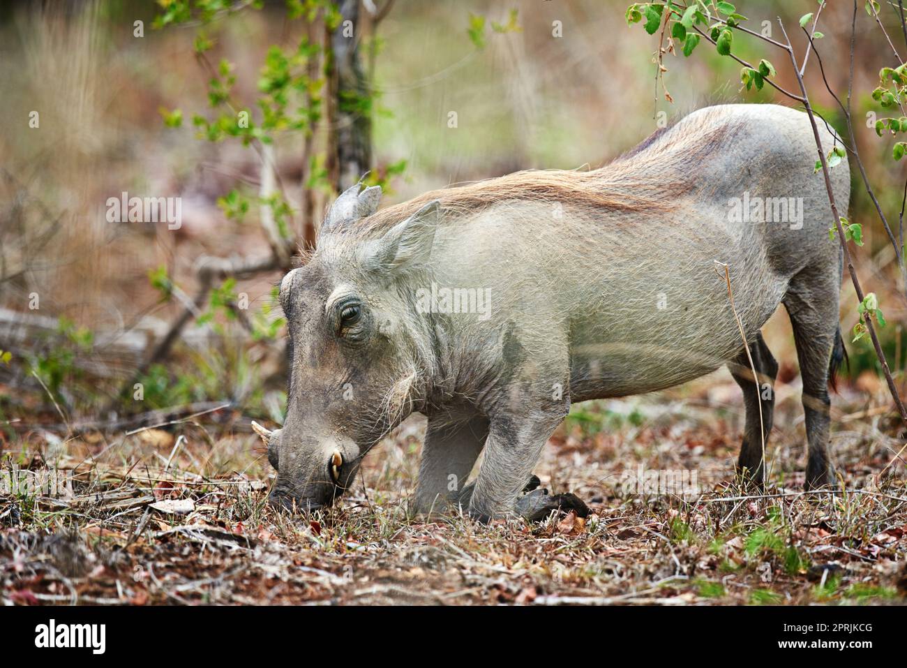 Non il tuo maiale medio. Un warthog nel suo habitat naturale, il Sudafrica. Foto Stock