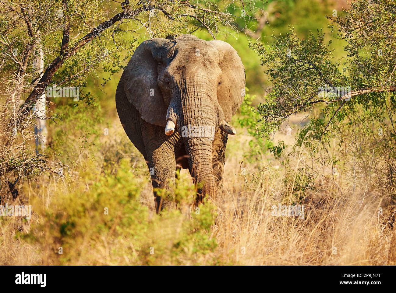 HES un gigante gentile. Foto a tutta lunghezza di un elefante nel suo habitat naturale. Foto Stock