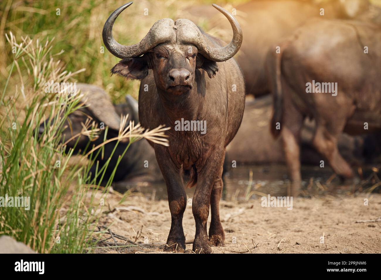Tenere d'occhio mentre le sue mandrie ottiene una bevanda. Foto a tutta lunghezza di un gruppo di bufali sulle pianure africane. Foto Stock