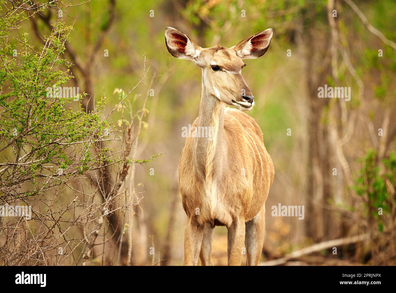 Bellezza senza pari. Un Nyala maschio sulle pianure dell'Africa. Foto Stock