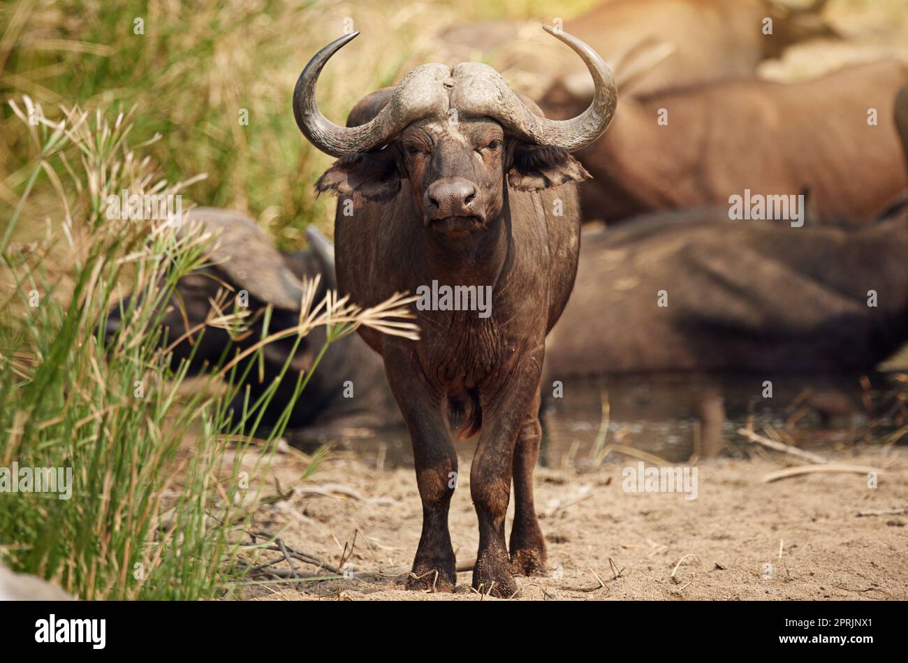 Thats un bufalo grande. Foto a tutta lunghezza di un gruppo di bufali sulle pianure africane. Foto Stock